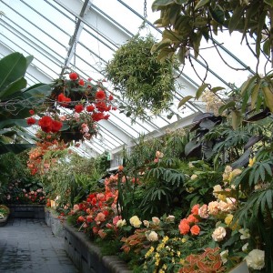 Begonia House