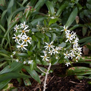 A close up of kiriks daisy in bloom. Lots of small white flowers. Greenery in the background out of focus. 