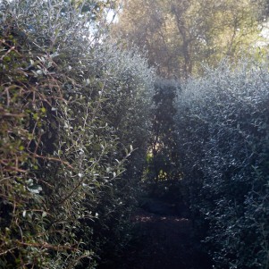 The view is down a maze path made out of a hedge that is adult height