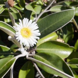 A close up of a large white daisy with a yellow centre. Sun is reflecting off the white petals. 
