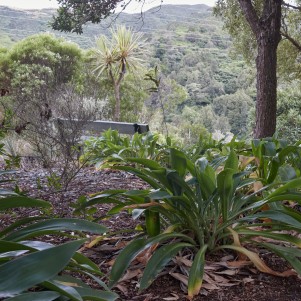 A few coastal plamts in the foreground with a bench in the background looking out to the forest views on the hill beyond. 