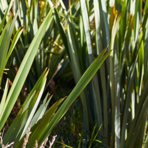 A close up of bright green flax plants.