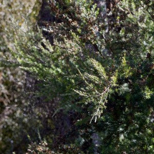 A close-up of a shrub with spiky leaves
