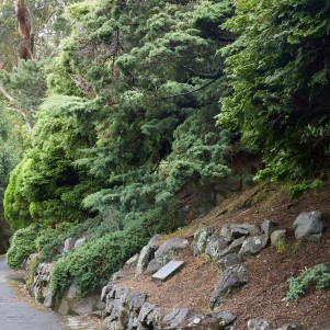 Various dwarf conifer plants on a bank on the side of a path. 
