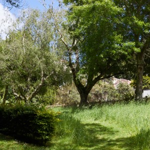 A grassy field with trees on a sunny day