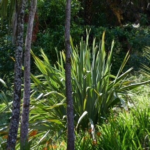 A large harakeke (flax plant) surrounded by otehr greenery