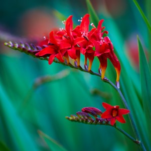 A crocosmia stalk with multiple vibrant red flowers with a blurred green background. 