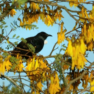 kowhai