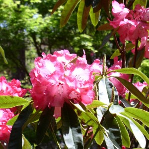 Rhododendron Horseshoe Bend v2