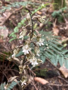 Gastrodia cooperae3836