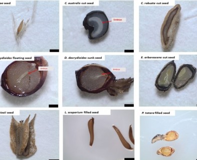 Seed cross sections of selected species illustrating seed size and indicating the presence/absence of endosperm/embryo.