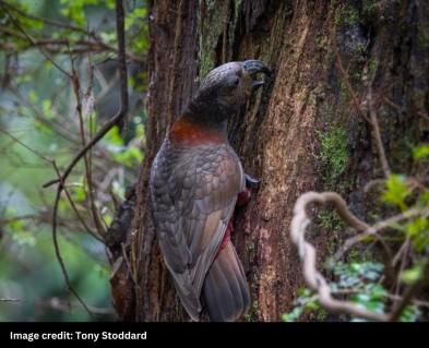 A close up of a kākā (forest parrot) holding on to the side of a tree trunk biting into the wood with its beak. 